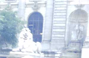 NYPL lion