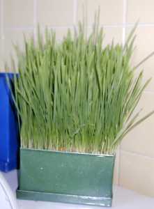 wheat_grass110701 (7k image)