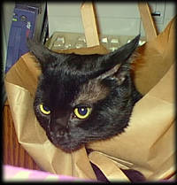 The cat's IN the bag