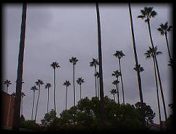 more palm trees