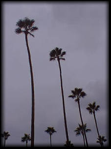 palm trees on campus