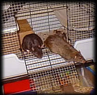 rats escaping their high-rise cage
