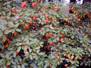 red leaves among the green