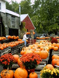 Pumpkins galore