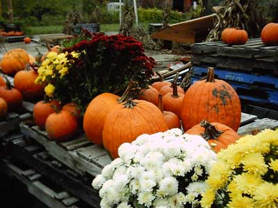 Pumpkins and mums