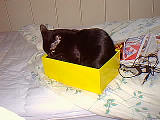Salem in my photo box