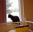 Salem in his window